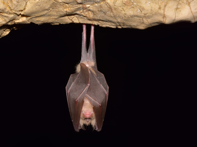 Por qué los murciélagos duermen cabeza abajo y el secreto de Iom Kipur